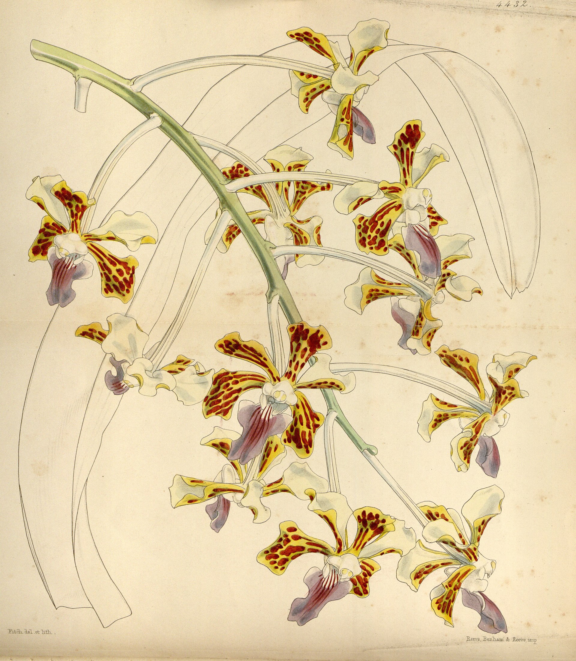 Vintage Vanda orchid botanical print